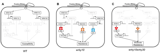 VviWRKY10、VviWRKY30调控葡萄白粉病抗性模式图.png